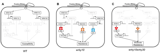 VviWRKY10、VviWRKY30调控葡萄白粉病抗性模式图.png